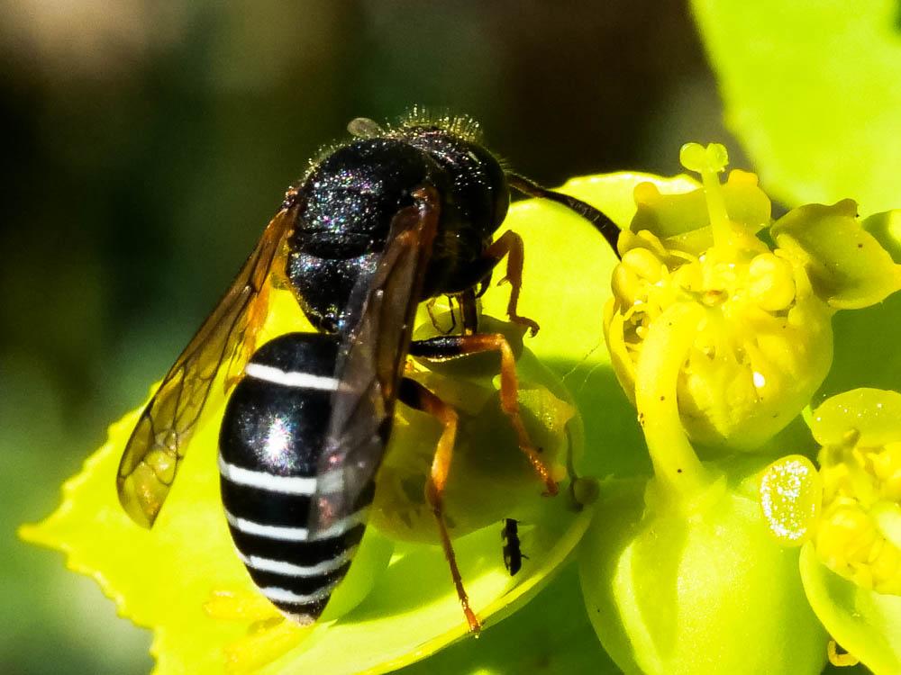  Odynerus melanocephalus (Gmelin, 1790)