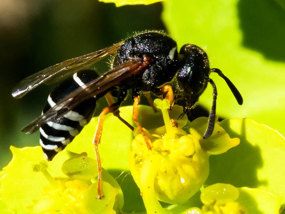 Odynerus melanocephalus (Gmelin, 1790)
