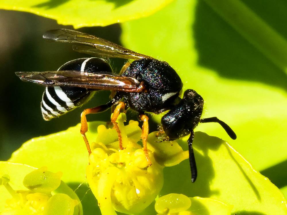  Odynerus melanocephalus (Gmelin, 1790)