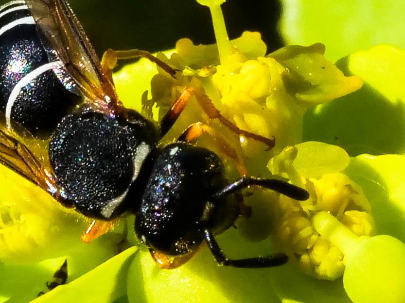  Odynerus melanocephalus (Gmelin, 1790)