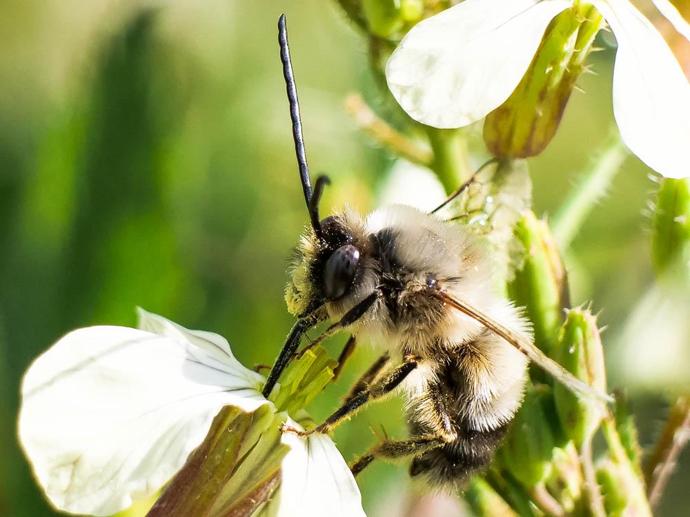 Eucère à labre noir Eucera nigrilabris Lepeletier, 1841