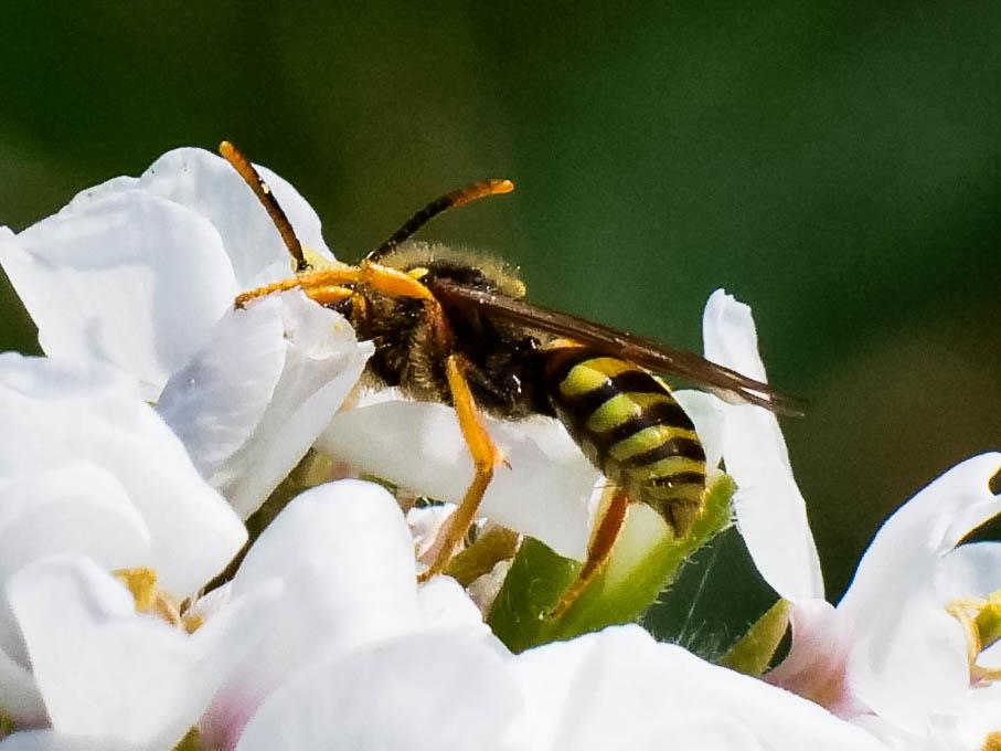 Nomada fucata Panzer, 1798