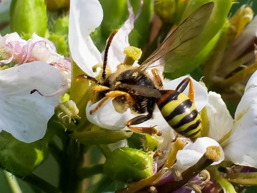  Nomada fucata Panzer, 1798