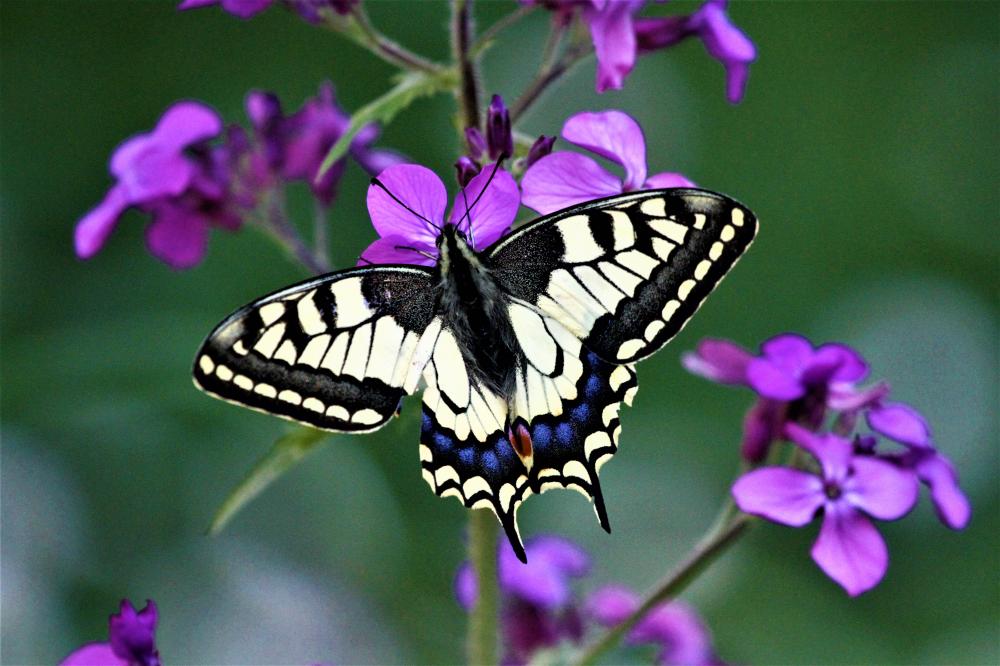 Machaon (Le), Grand Porte-Queue (Le) Papilio machaon Linnaeus, 1758