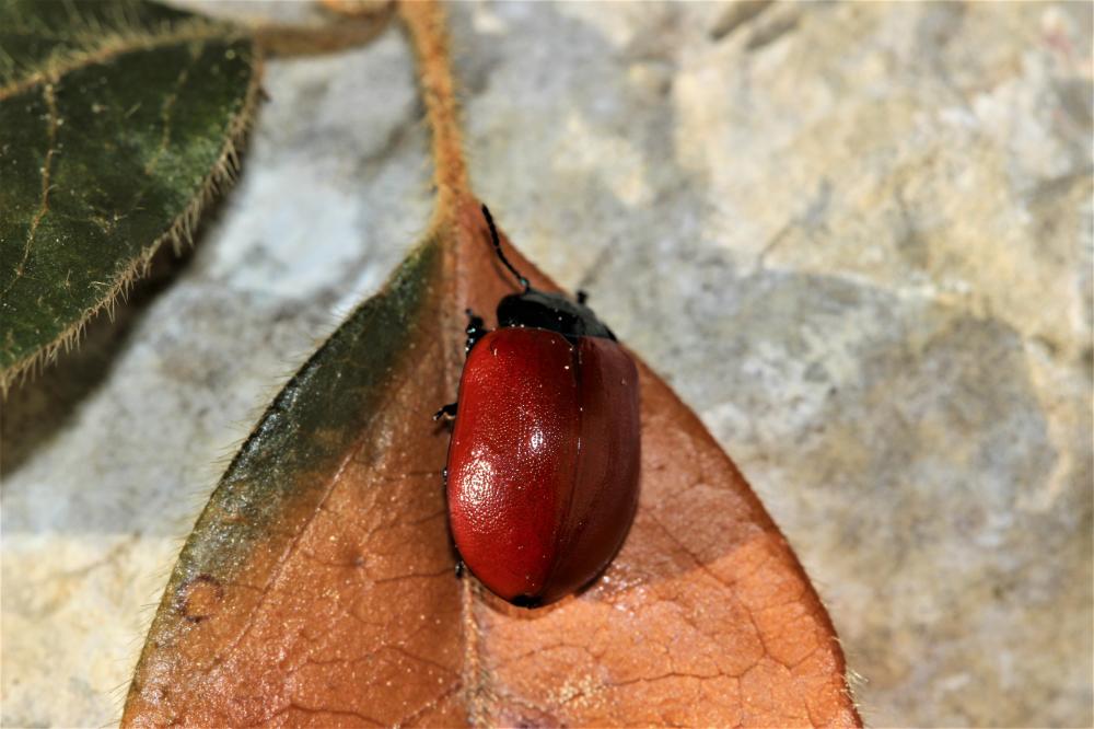 Grande chrysomèle rouge à corselet bleu Chrysomela populi Linnaeus, 1758