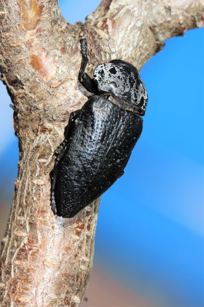 Capnode du Pêcher Capnodis tenebrionis (Linnaeus, 1760)