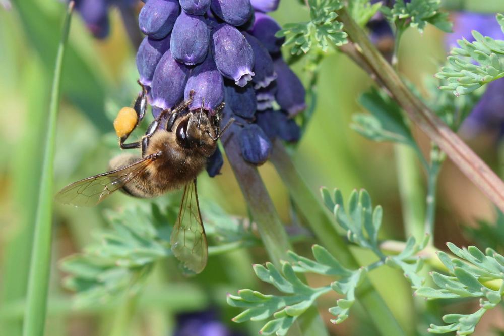 Abeille domestique, Abeille européenne, Abeille me Apis mellifera Linnaeus, 1758