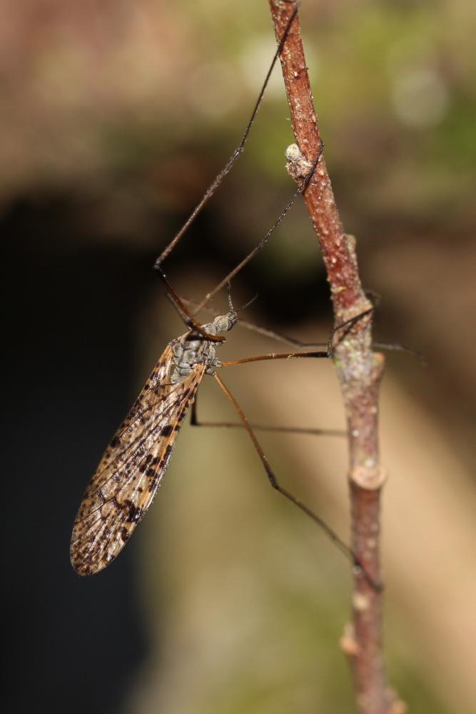 Limnophila schranki Oosterbroek, 1992