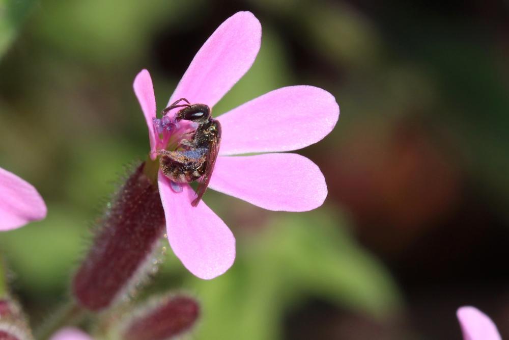  Lasioglossum Curtis, 1833