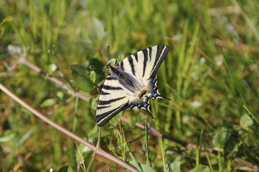 Flambé (Le) Iphiclides podalirius (Linnaeus, 1758)