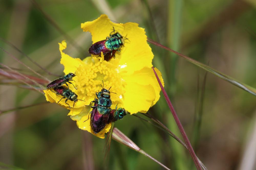 Anthaxie du Saule Anthaxia salicis (Fabricius, 1777)