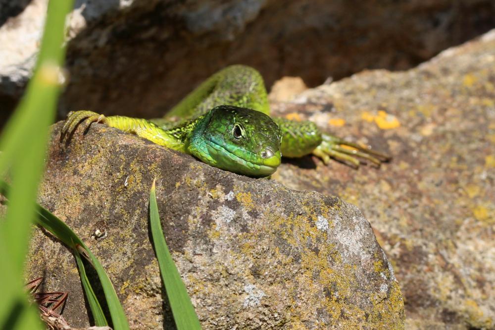 Lézard vert Lacerta bilineata Daudin, 1802