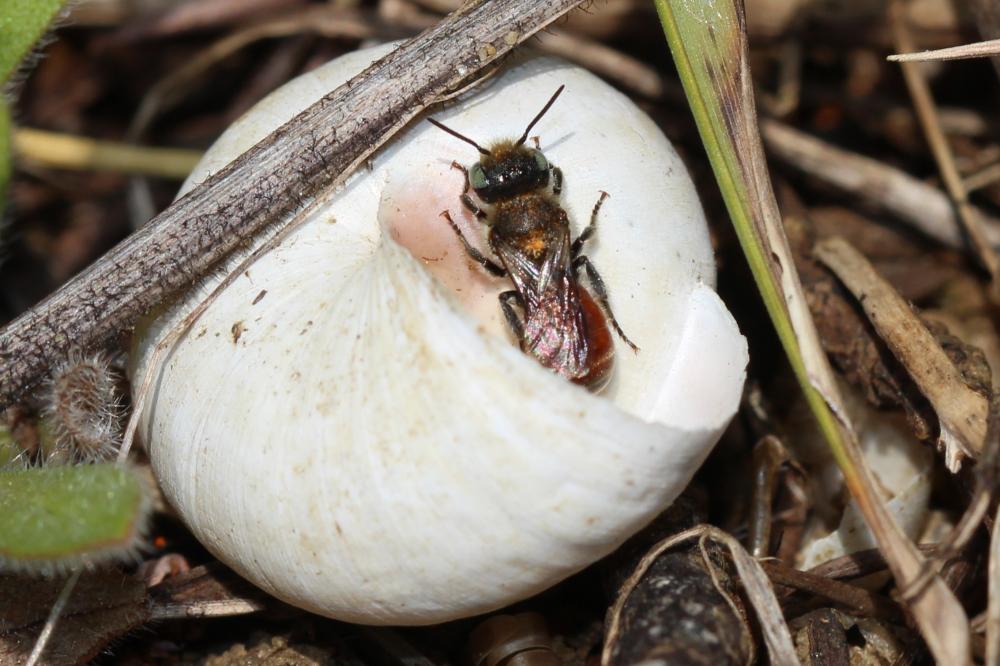 Osmia andrenoides Spinola, 1808