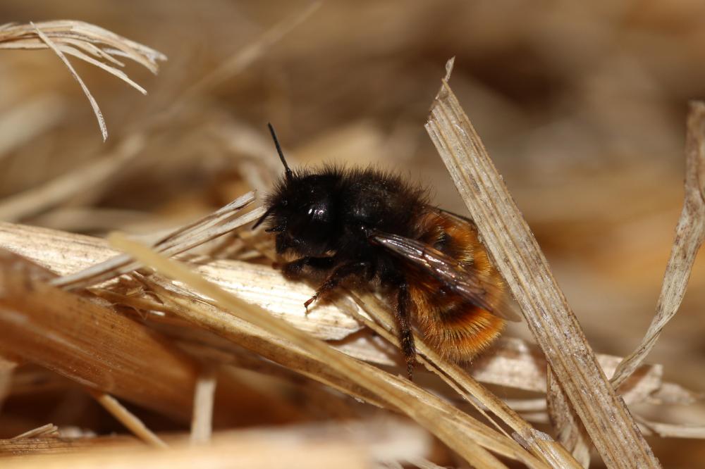 Osmia cornuta (Latreille, 1805)