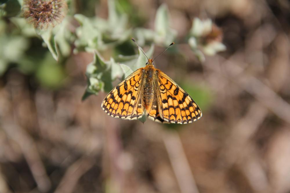 Mélitée des Linaires (La) Melitaea deione (Geyer, 1832)