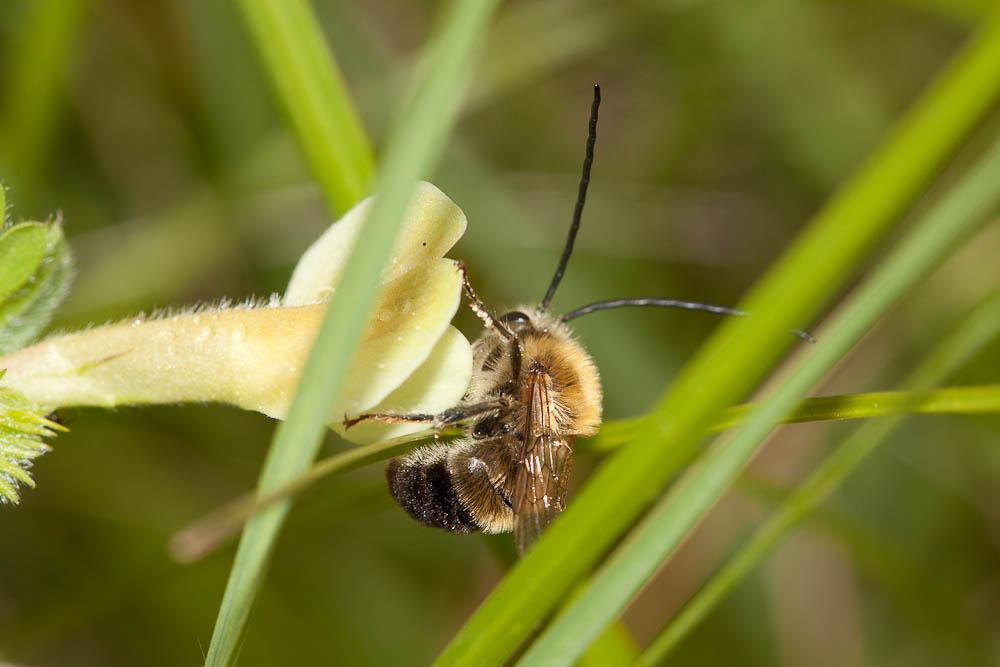  Eucera Scopoli, 1770