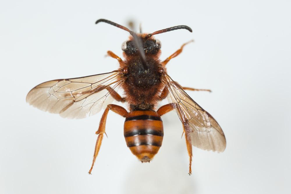 Nomada agrestis Fabricius, 1787