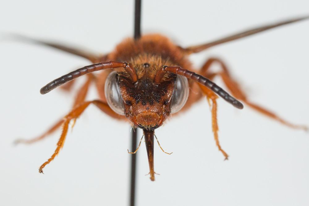 Nomada agrestis Fabricius, 1787