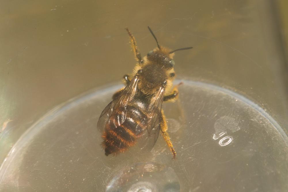  Osmia rufohirta Latreille, 1811