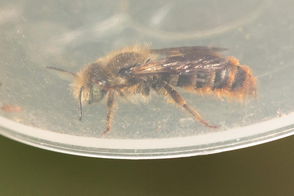 Osmia rufohirta Latreille, 1811