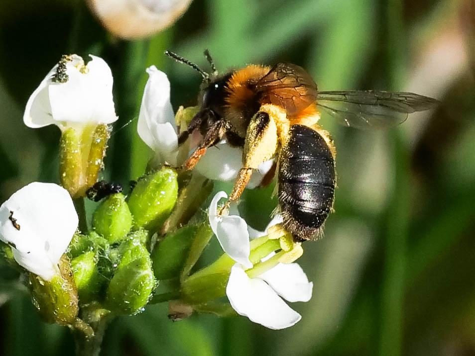 Andrena Fabricius, 1775