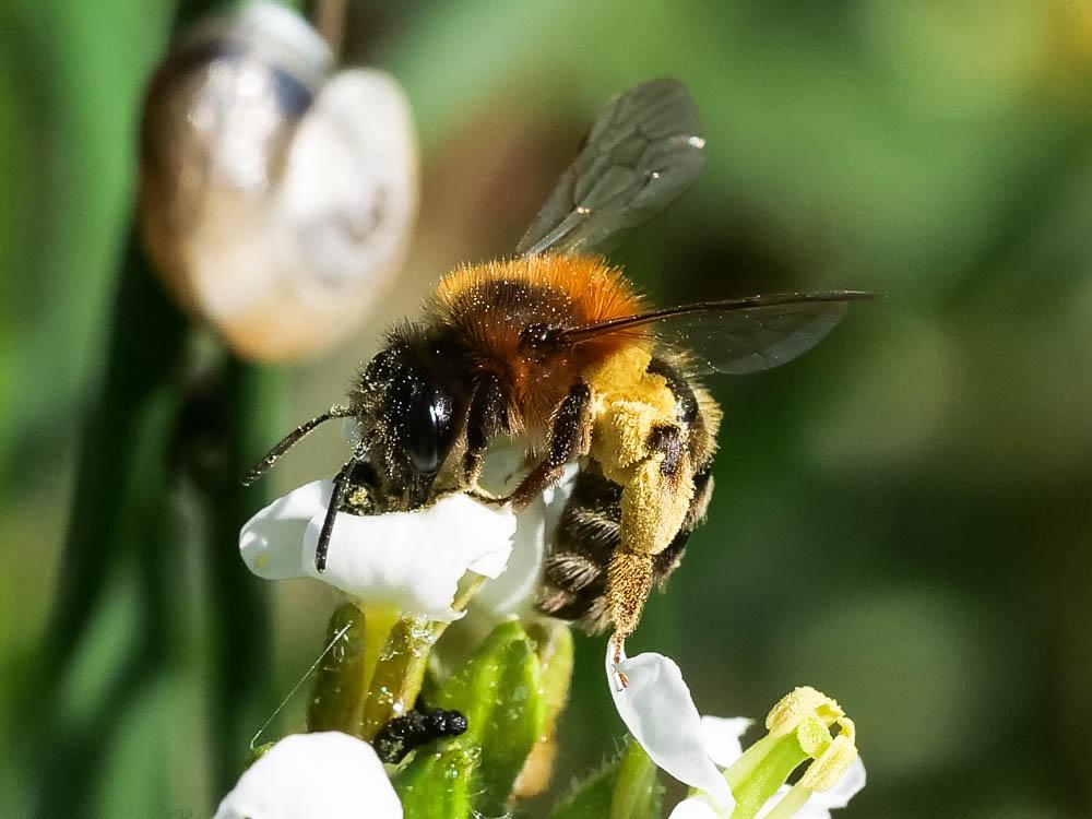 Andrena Fabricius, 1775