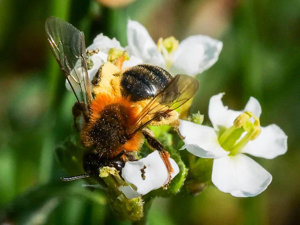 Andrena Fabricius, 1775