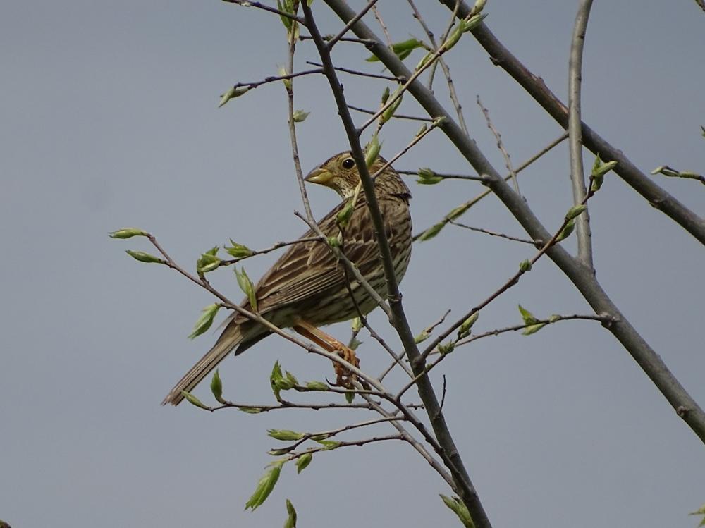 Bruant proyer Emberiza calandra Linnaeus, 1758