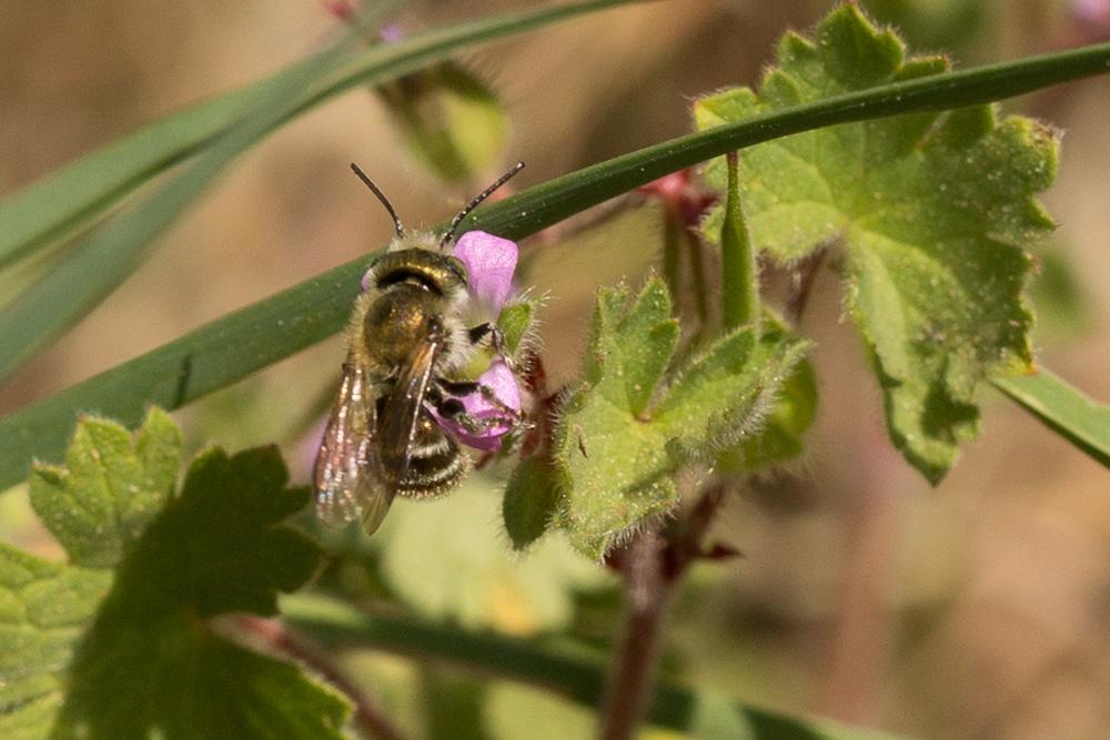  Osmia caerulescens (Linnaeus, 1758)