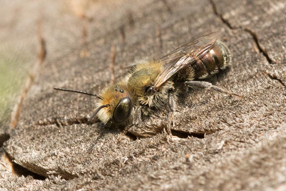  Osmia caerulescens (Linnaeus, 1758)