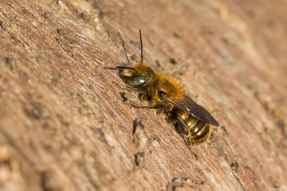  Osmia caerulescens (Linnaeus, 1758)