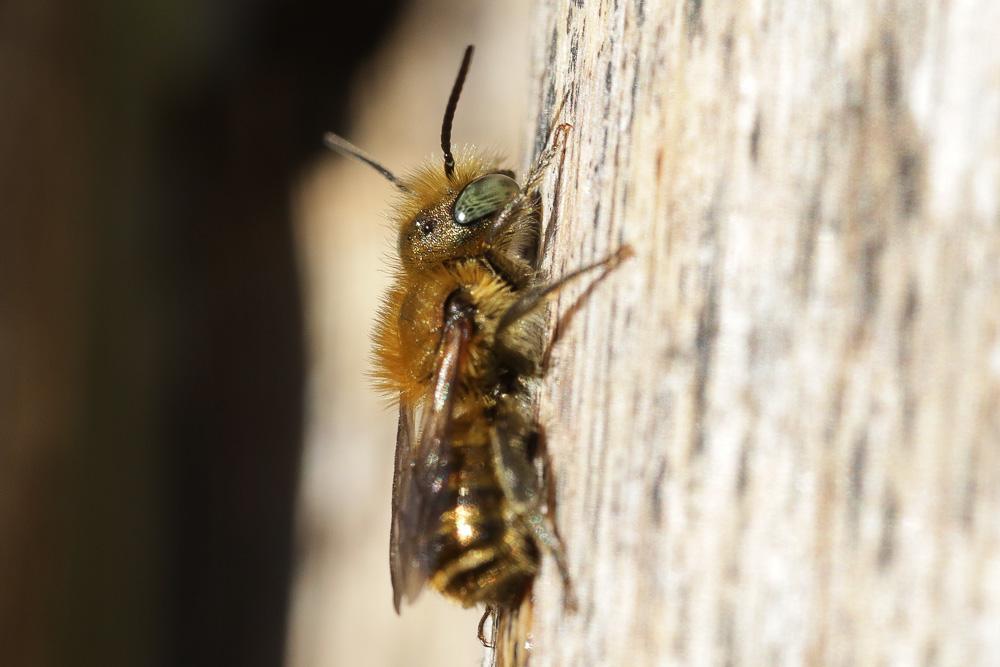  Osmia caerulescens (Linnaeus, 1758)
