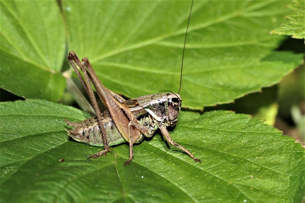 Decticelle des alpages Metrioptera saussuriana (Frey-Gessner, 1872)