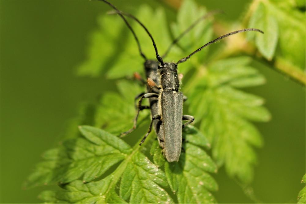 Phytoecia cylindrica (Linnaeus, 1758)