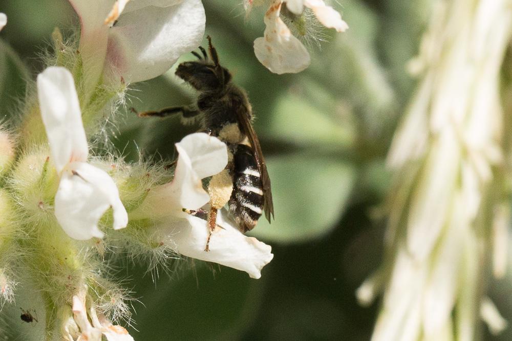 Andrena ovata