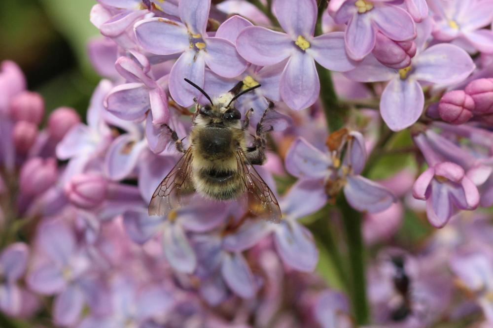 Anthophore commune, Anthophore plumeuse, Anthophor Anthophora plumipes (Pallas, 1772)