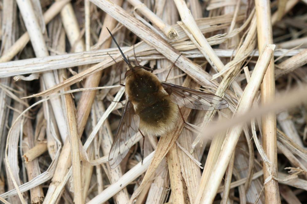  Bombylius medius Linnaeus, 1758