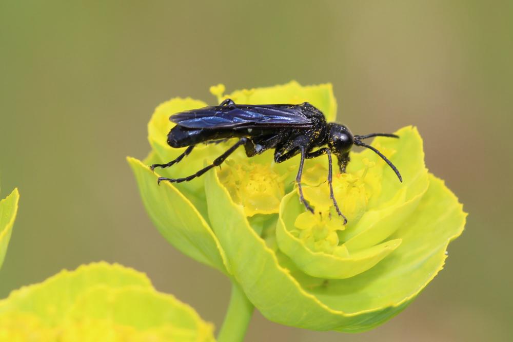 Cephaledo bifasciata (Müller, 1766)