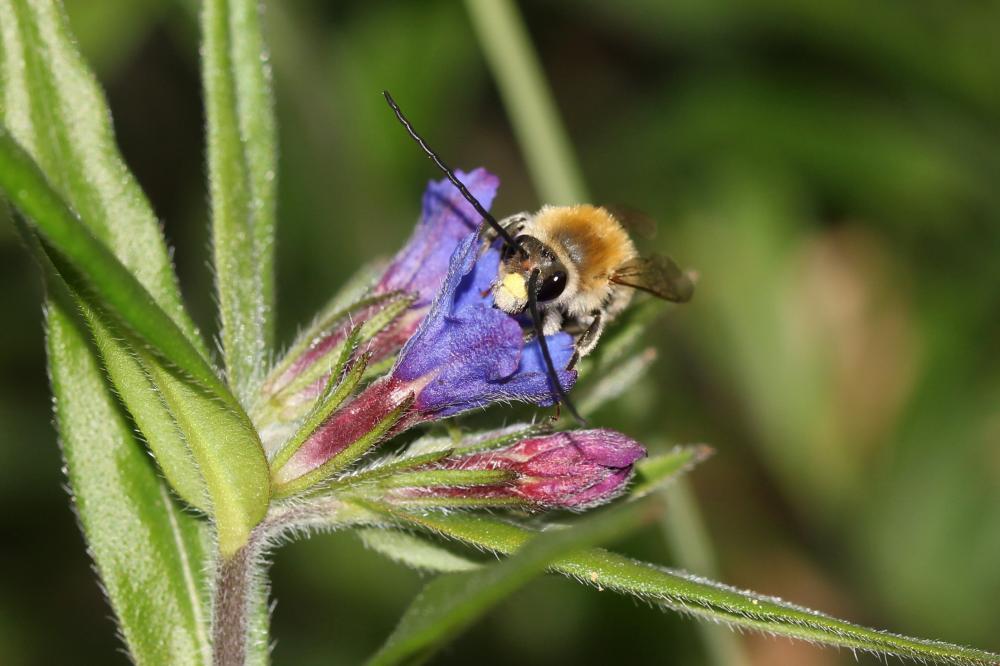Eucera Scopoli, 1770