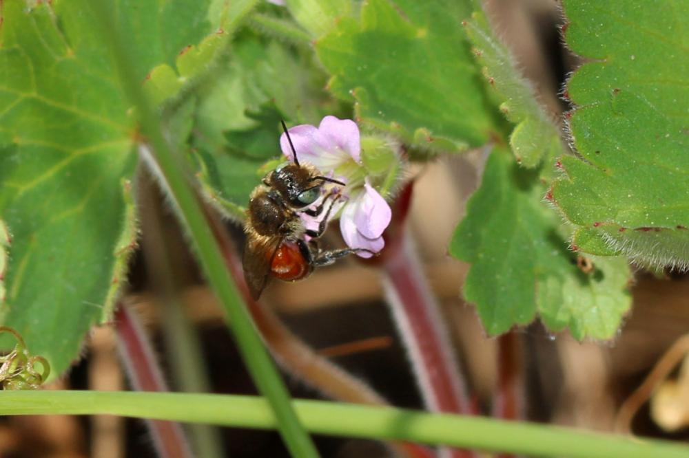  Osmia andrenoides Spinola, 1808