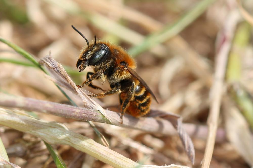Osmia aurulenta (Panzer, 1799)