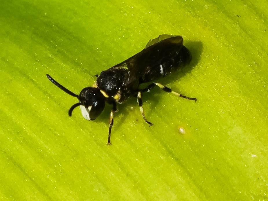 Hylaeus Fabricius, 1793
