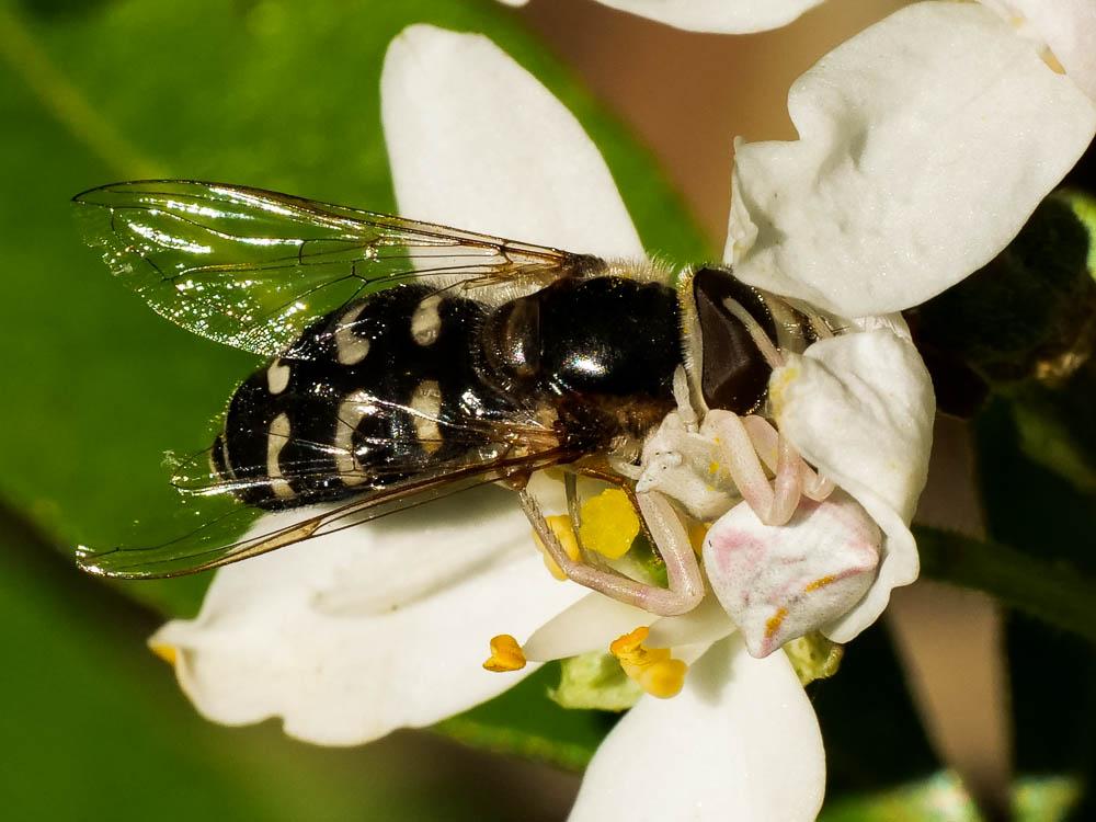 Thomise replet Thomisus onustus Walckenaer, 1805