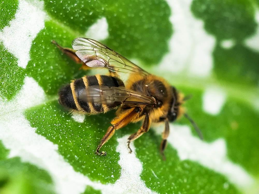 Andrena flavipes Panzer, 1799