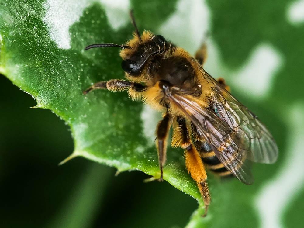  Andrena flavipes Panzer, 1799