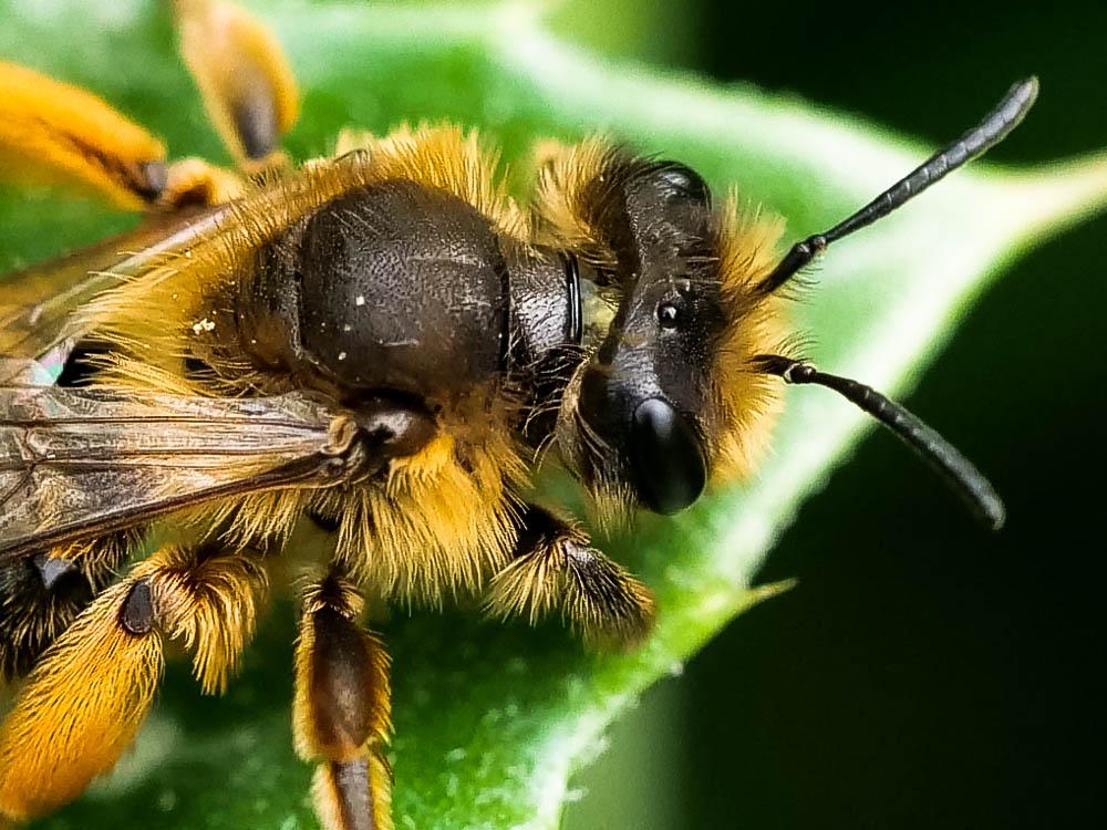 Andrena flavipes Panzer, 1799