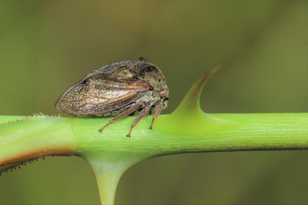 Le Demi-diable Centrotus cornutus (Linnaeus, 1758)