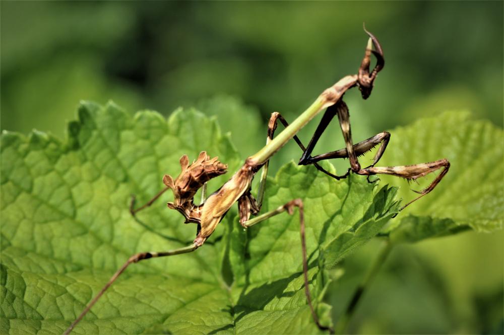 Empuse commune, Diablotin Empusa pennata (Thunberg, 1815)
