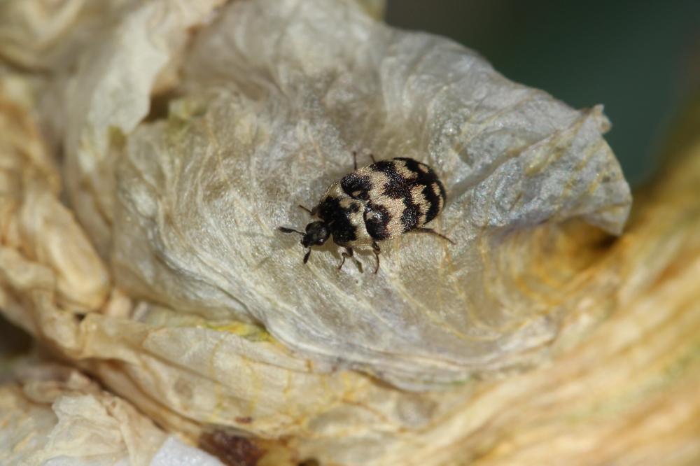 Attagène à trois bandes Attagenus trifasciatus (Fabricius, 1787)