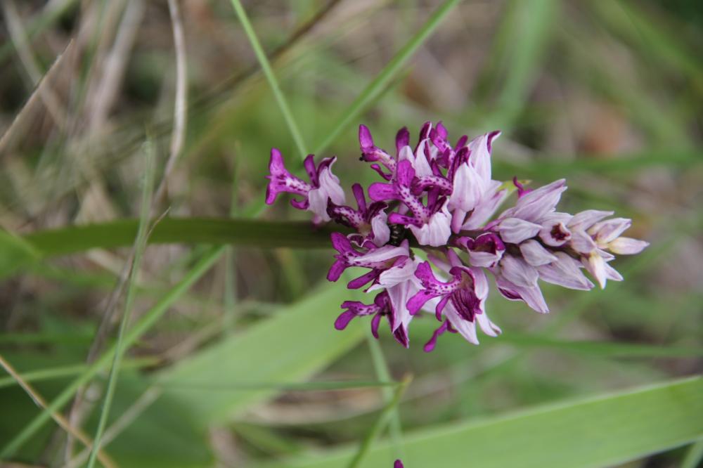 Orchis militaire, Casque militaire, Orchis casqué Orchis militaris L., 1753
